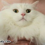 Read our Cat Blog! Cats That Blog