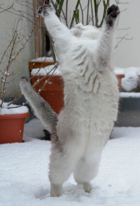 Google Image Result for http upload wikimedia org wikipedia commons d d7 Cat dancing in the snow Tscherno jpg